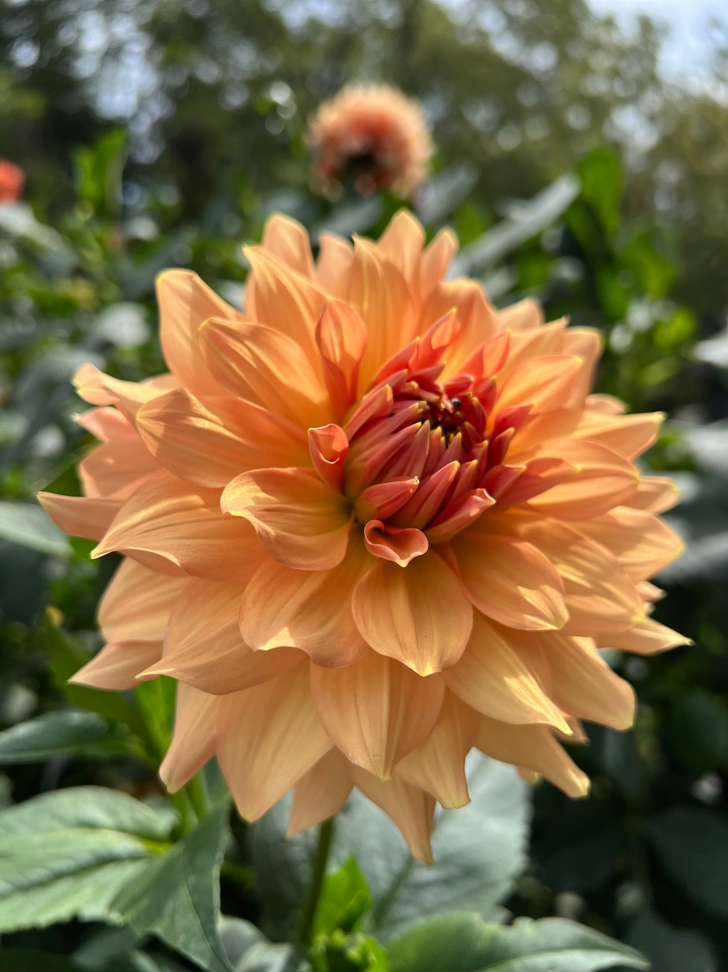 Peach Bud