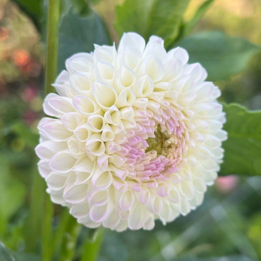 Hollyhill Miss White