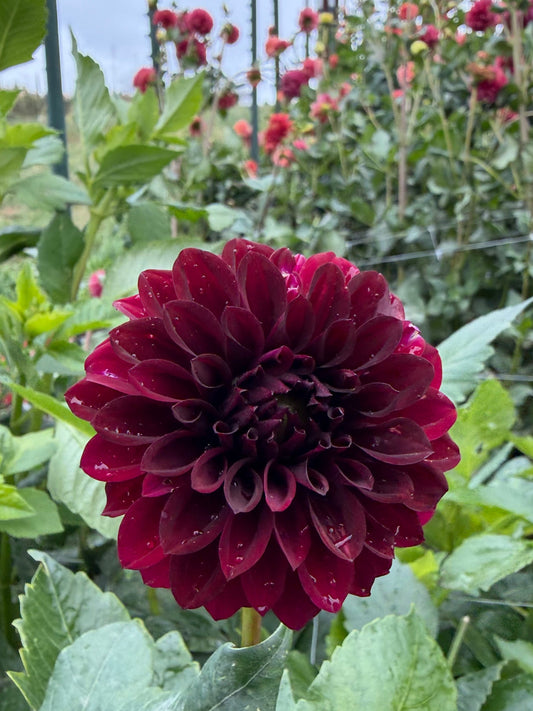 Kennedy Hills Black Capps