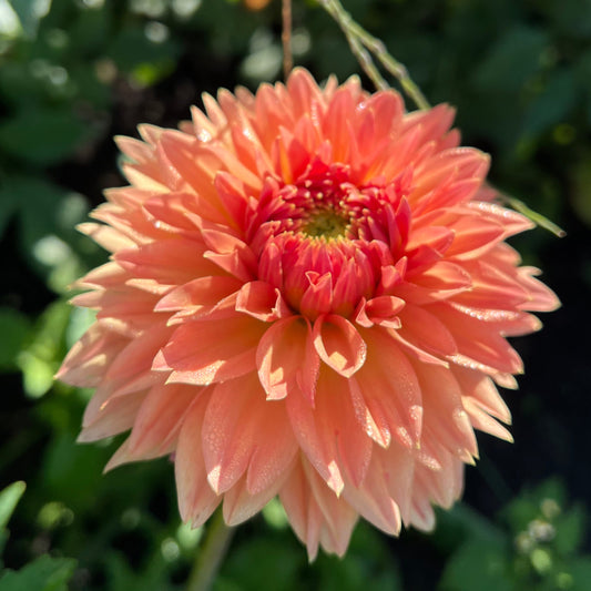 Verrone's 14-30 - Rooted Cutting