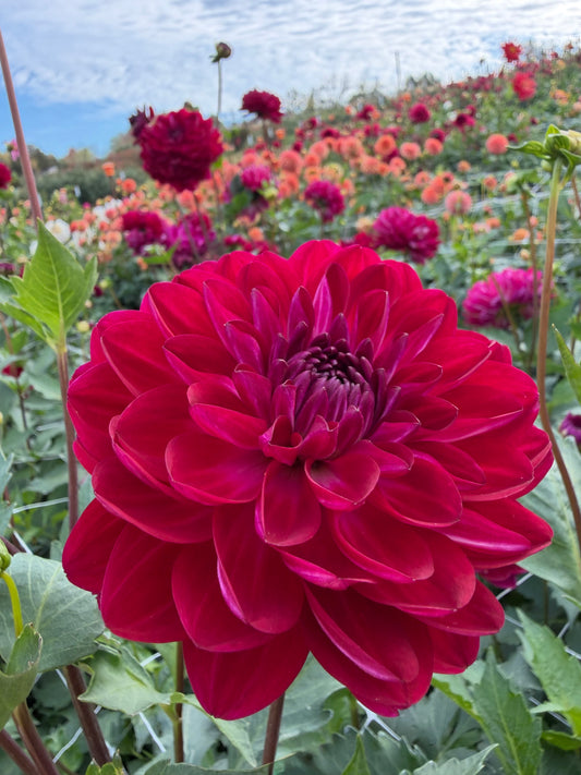 Sandia Bertha