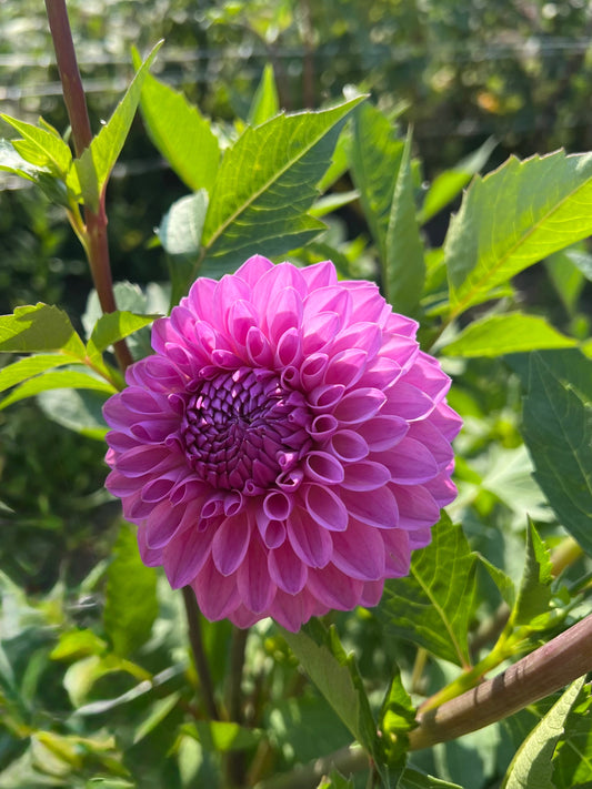 20th Ave Tranquility