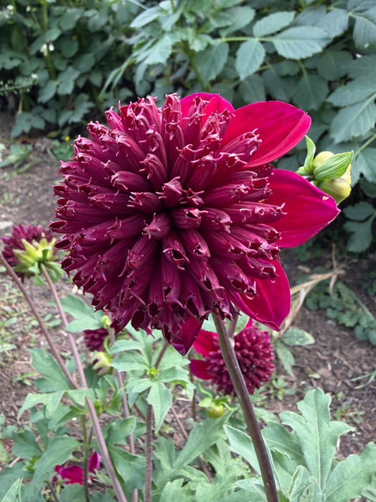 Bloomquist Larrie Ann