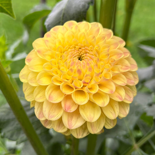 Ferncliff Citron