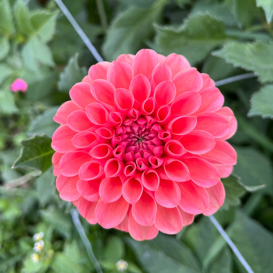 RM Tarnished - Rooted Cutting