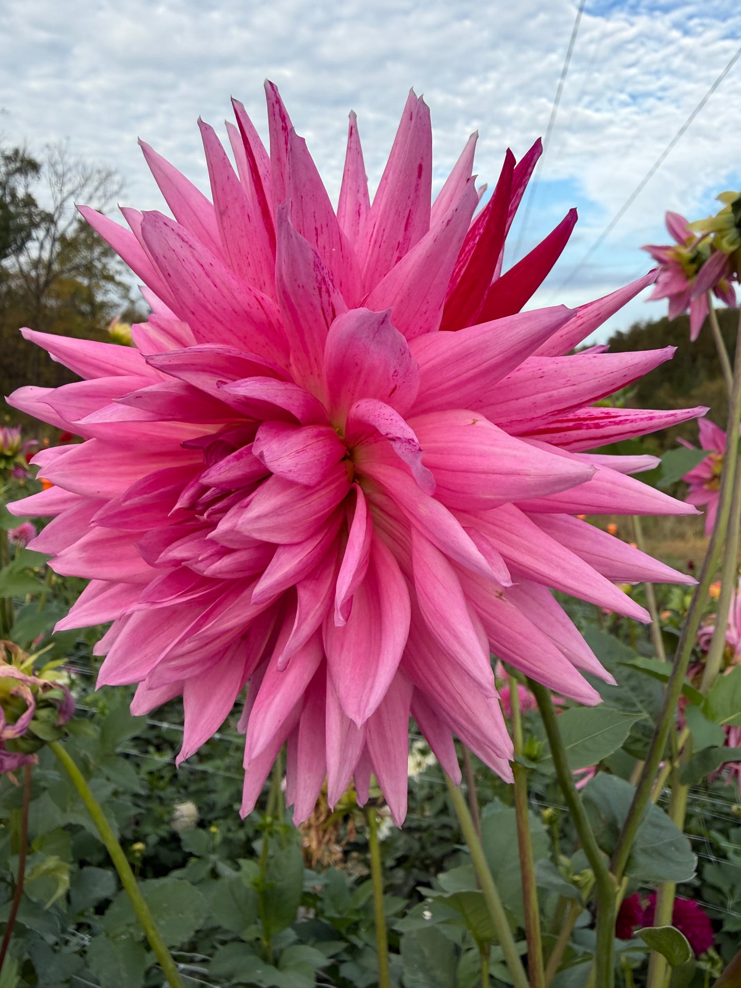 Sandia Barbie
