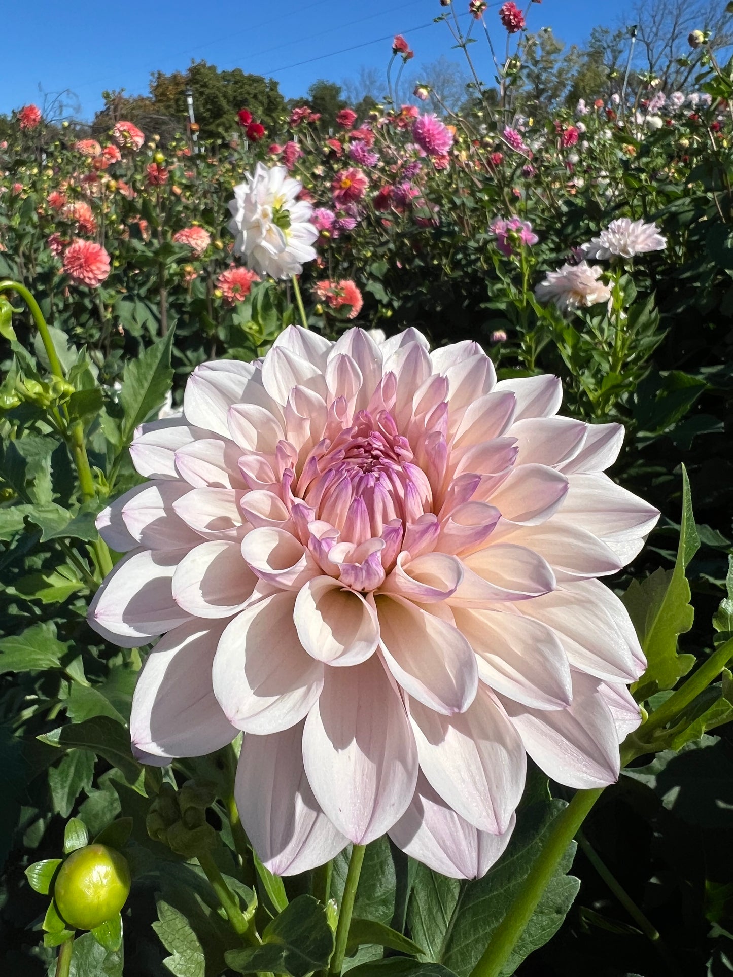 KA's Pearl