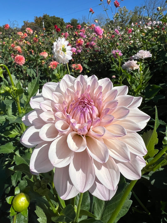 KA's Pearl