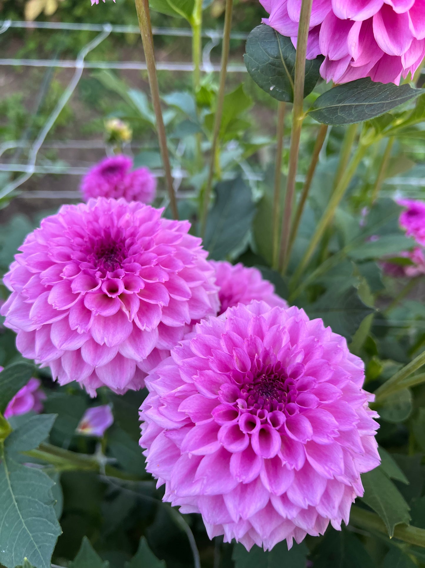Ferncliff Pincushion - Rooted Cutting