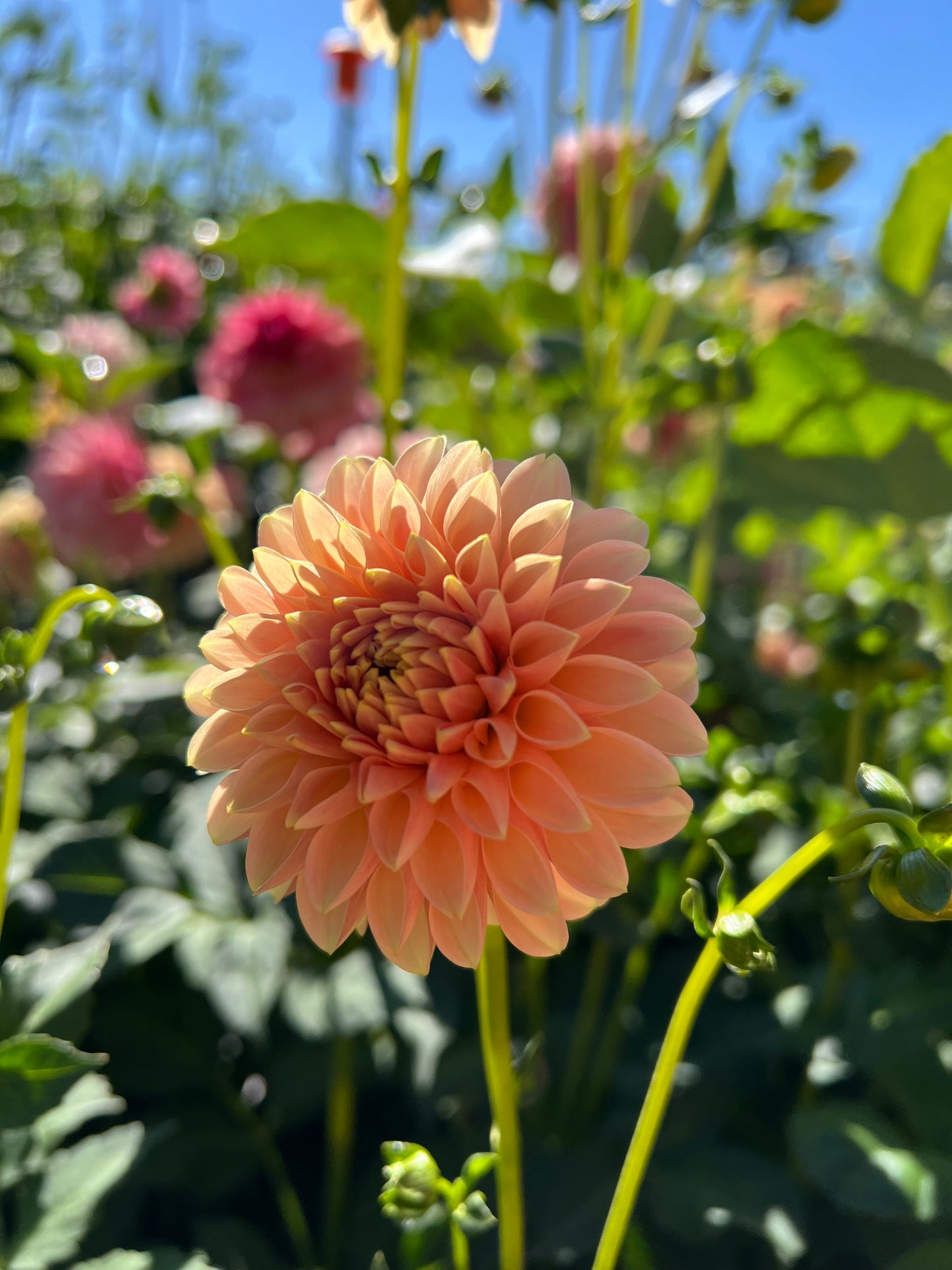 Levi's Cantaloupe - Rooted Cutting