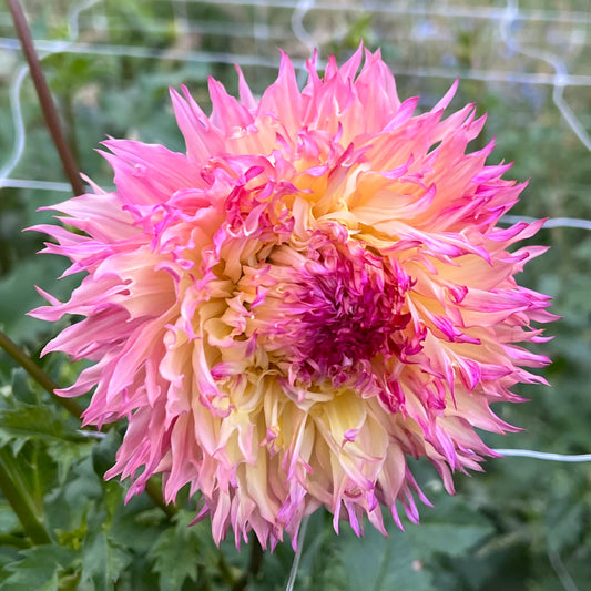 Pinelands Princess