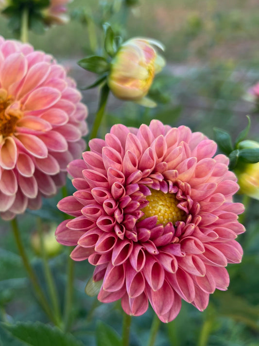 Coseytown Peach Donut