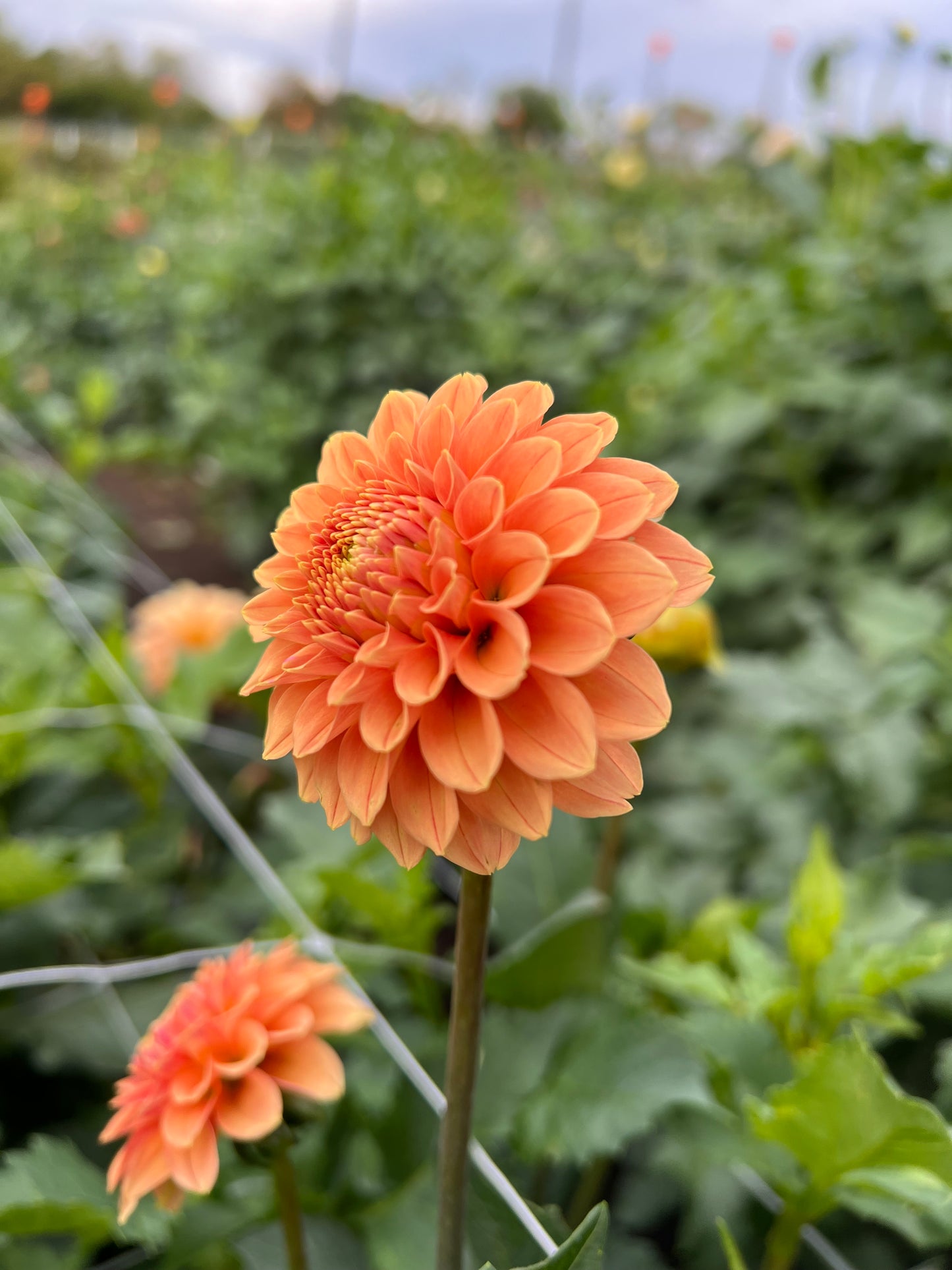 Rose Toscano