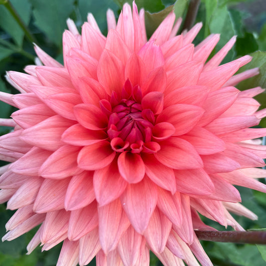 RM Electrical - Rooted Cutting