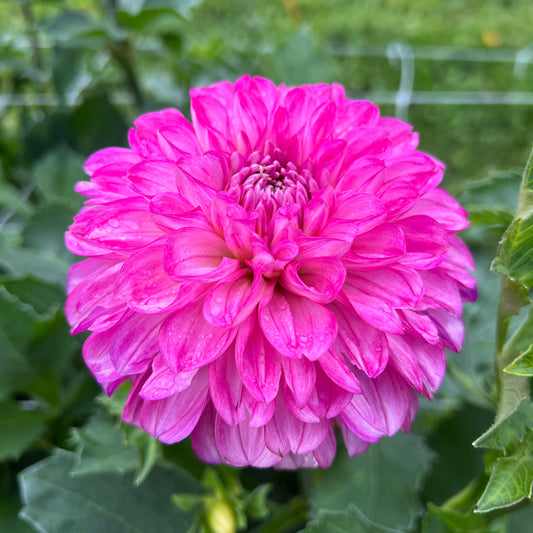 Ferncliff Mist - Rooted Cutting