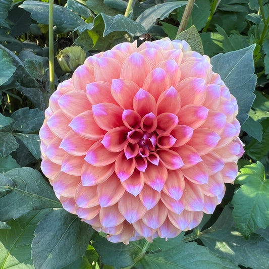 Lee's Serendipity - Rooted Cutting