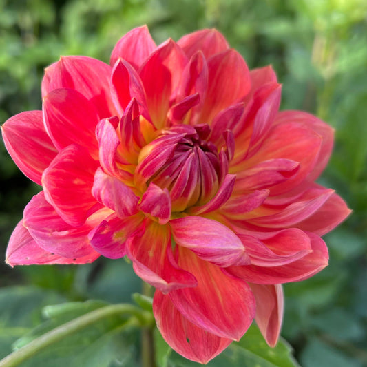 Hollyhill Daydream - Rooted Cutting