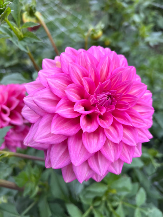 Belle - Rooted Cutting