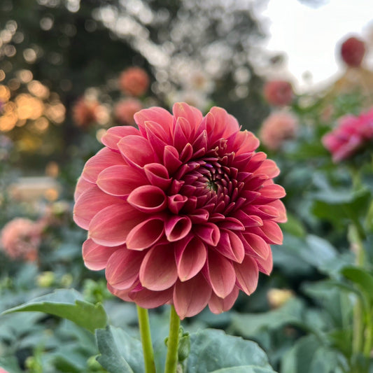 Levi's Blood Moon - Rooted Cutting