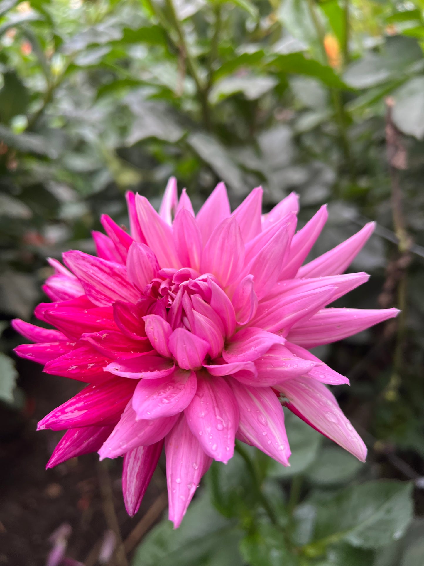 Sandia Barbie