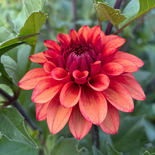 Lee's Ember - Rooted Cutting