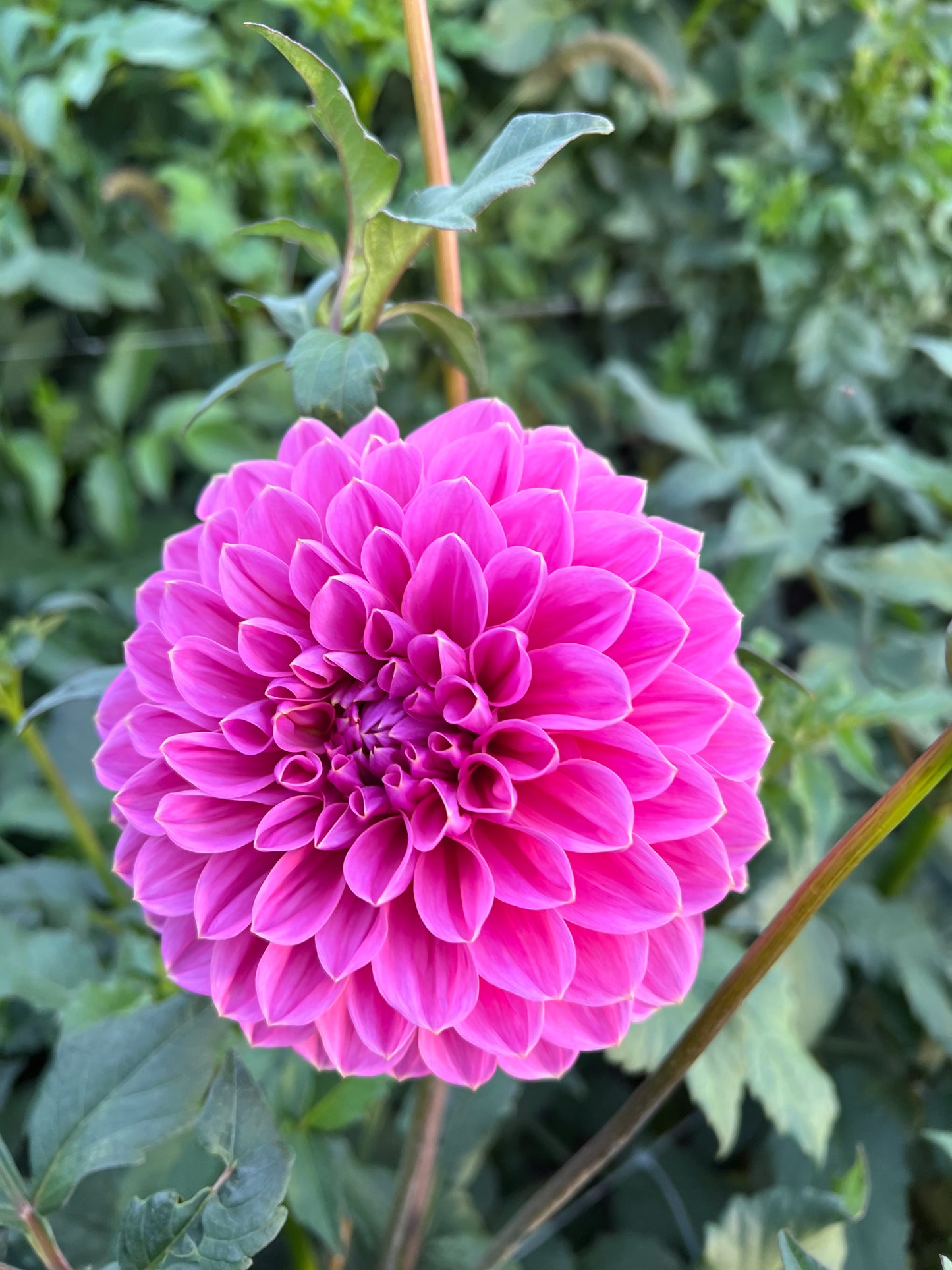 GC Pink Lemomade