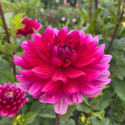 Hollyhill Pandora