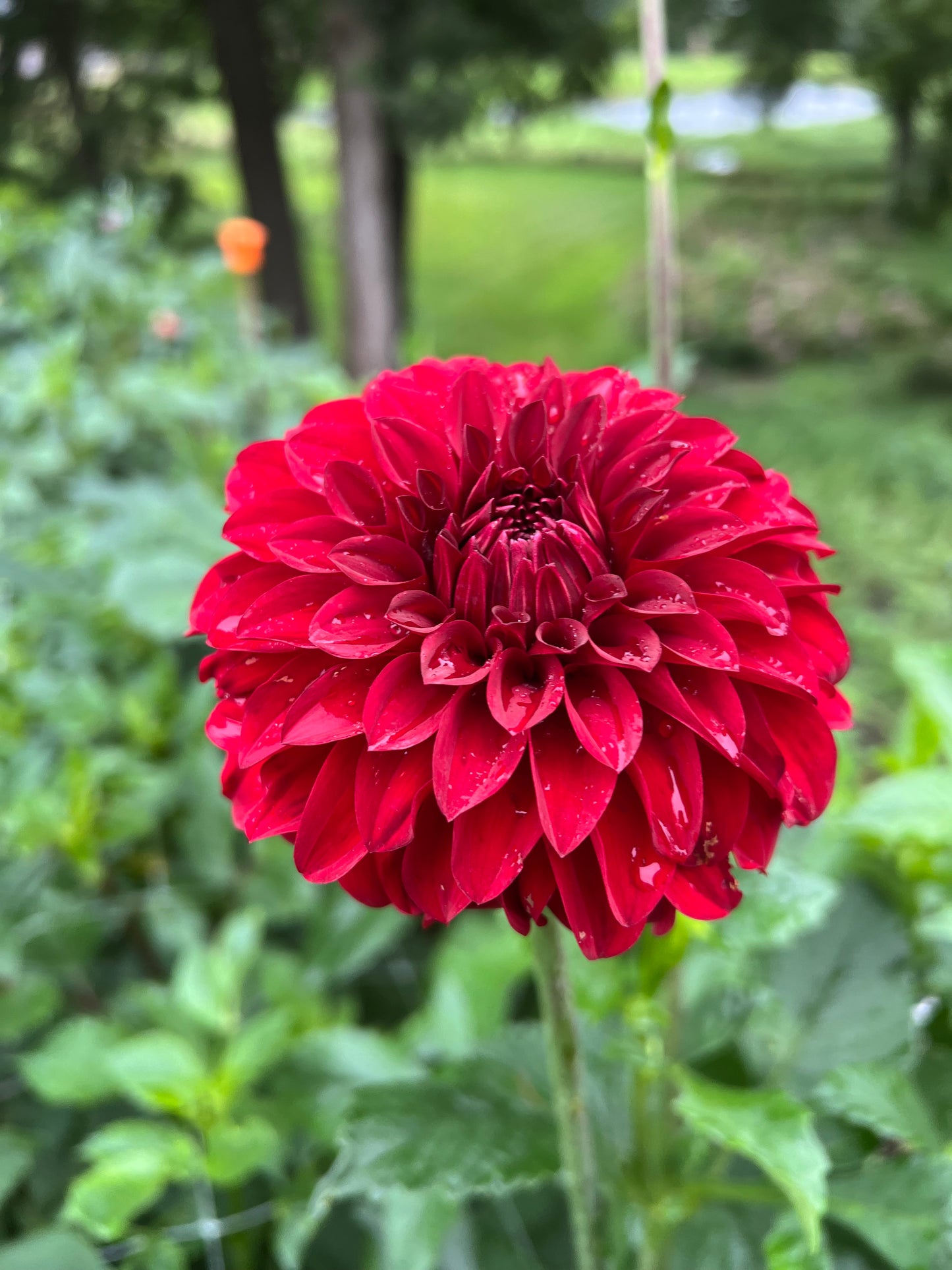 River's Cherry Bomb