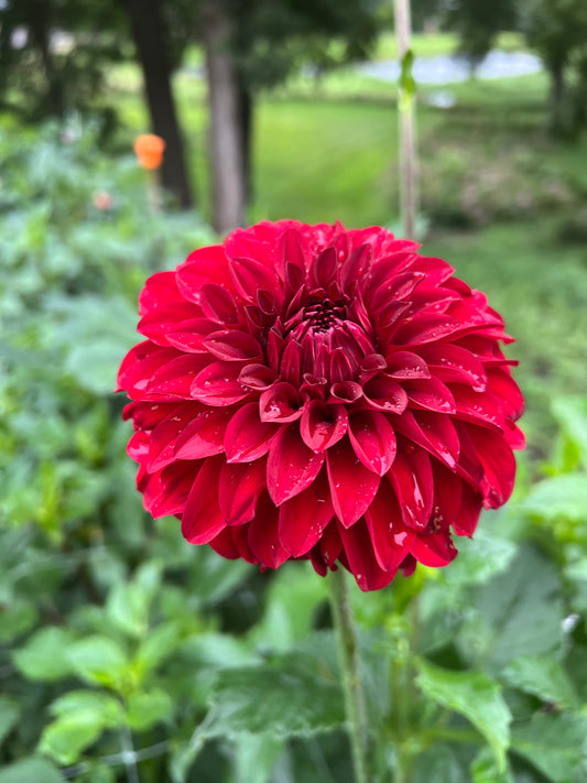 River's Cherry Bomb