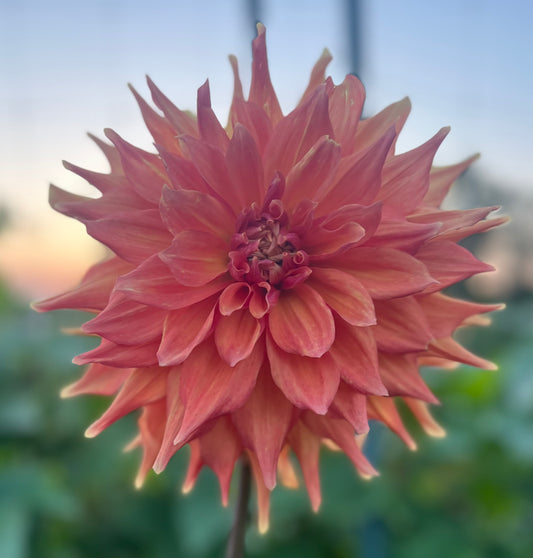 Bloomquist Blast Off