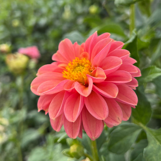 Narrows Erica - Dahlia Seeds