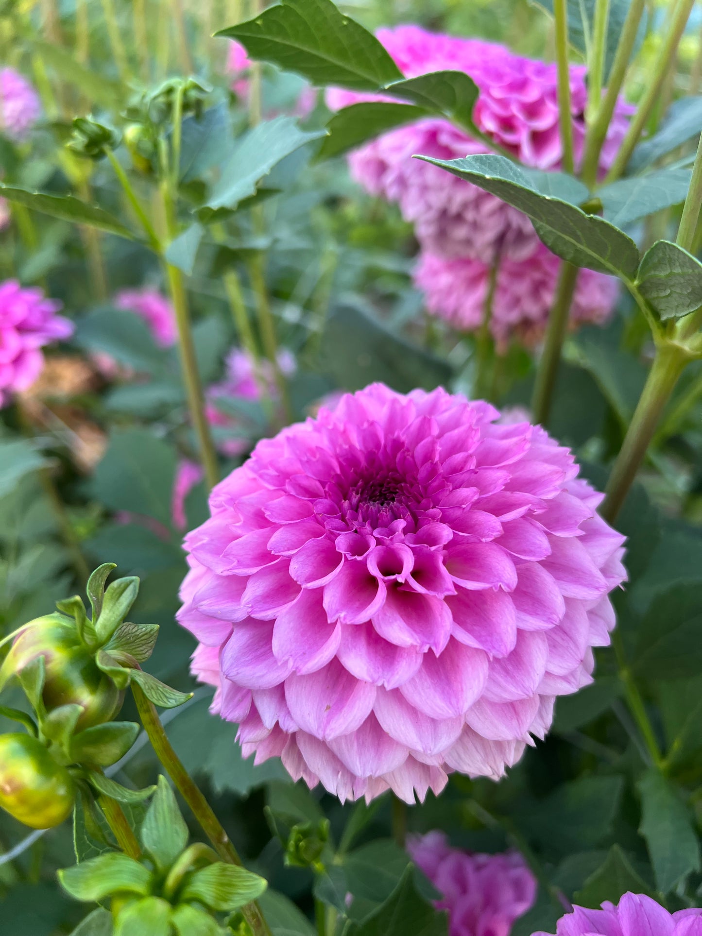 Ferncliff Pincushion - Rooted Cutting