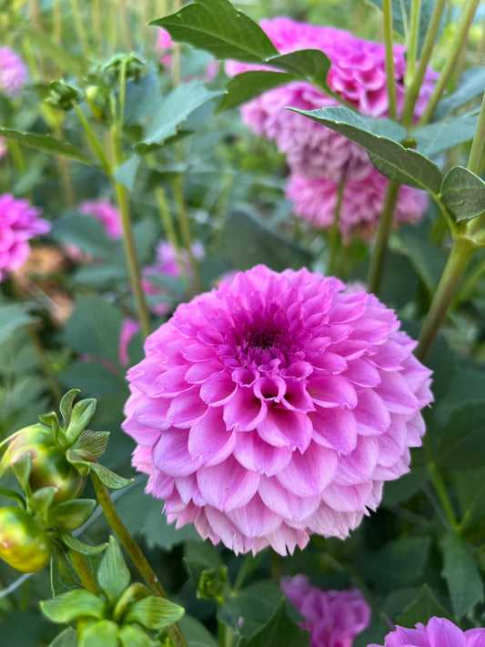 Ferncliff Pincushion - Rooted Cutting