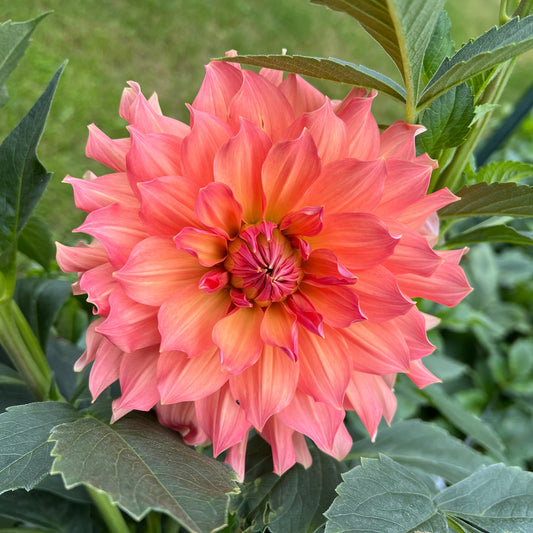 Salish October Wedding