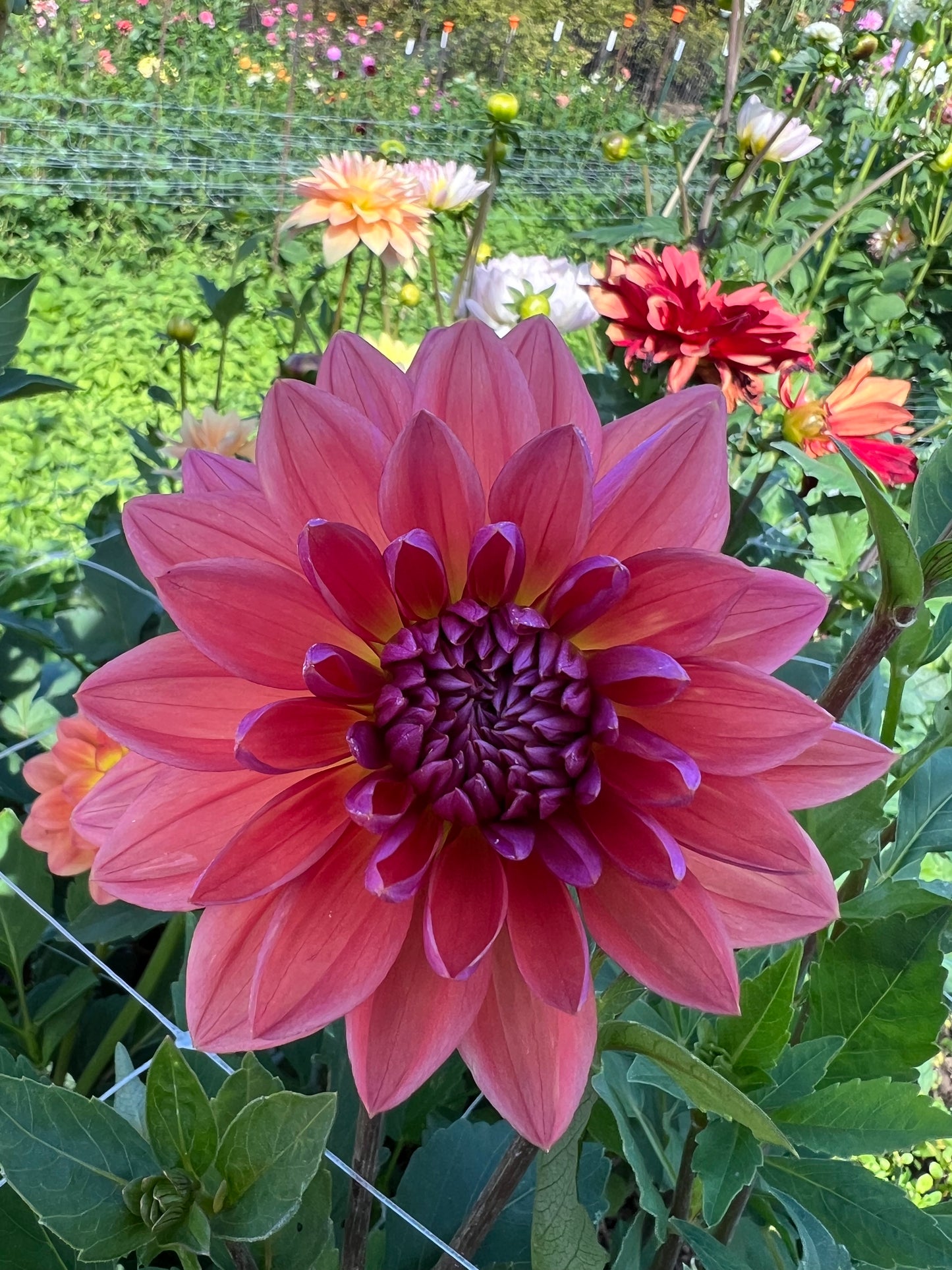 Dutch Pearl