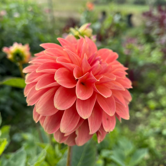 Clearview Pataha - Rooted Cutting