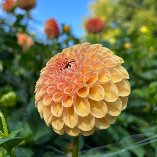 Valley Tawny