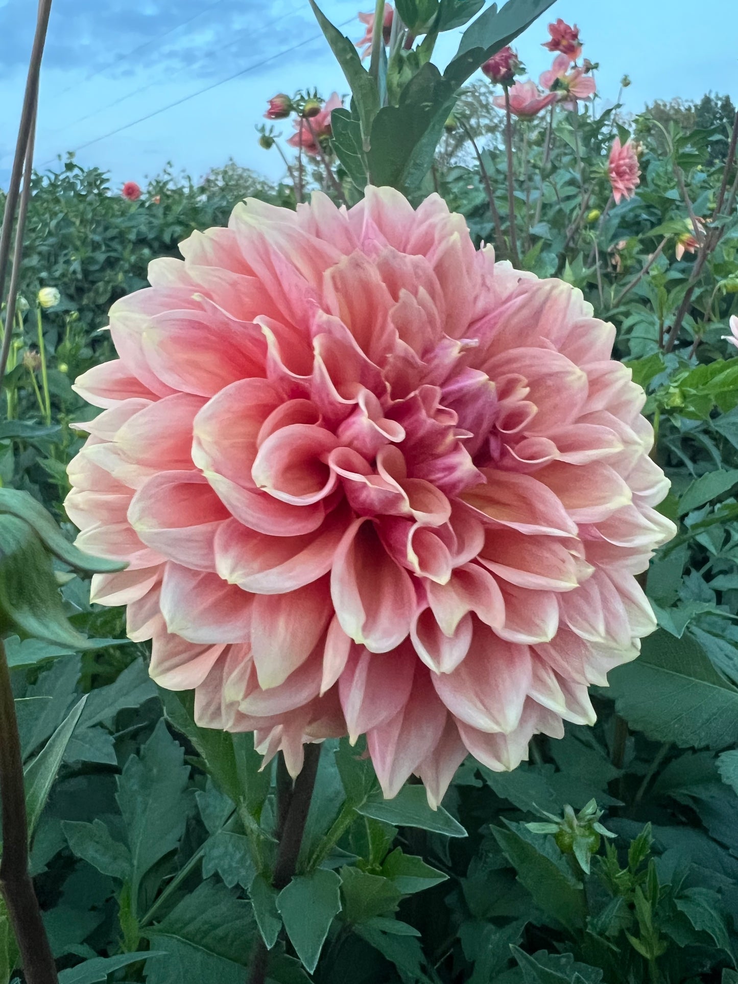 Lee's Bellini Crush - Rooted Cutting