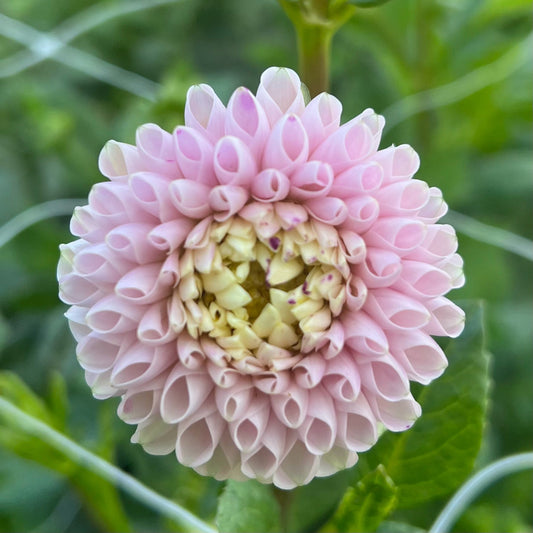 Bloomquist Wonderful