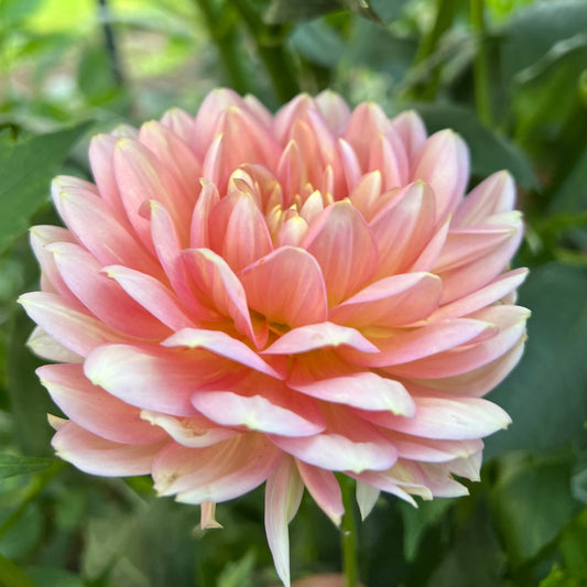 Hollyhill Serenity - Rooted Cutting