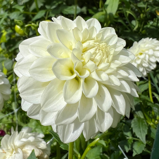 Orsett Beauty