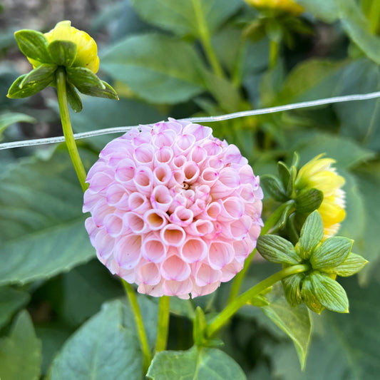 Gurtla Twilight - Rooted Cutting