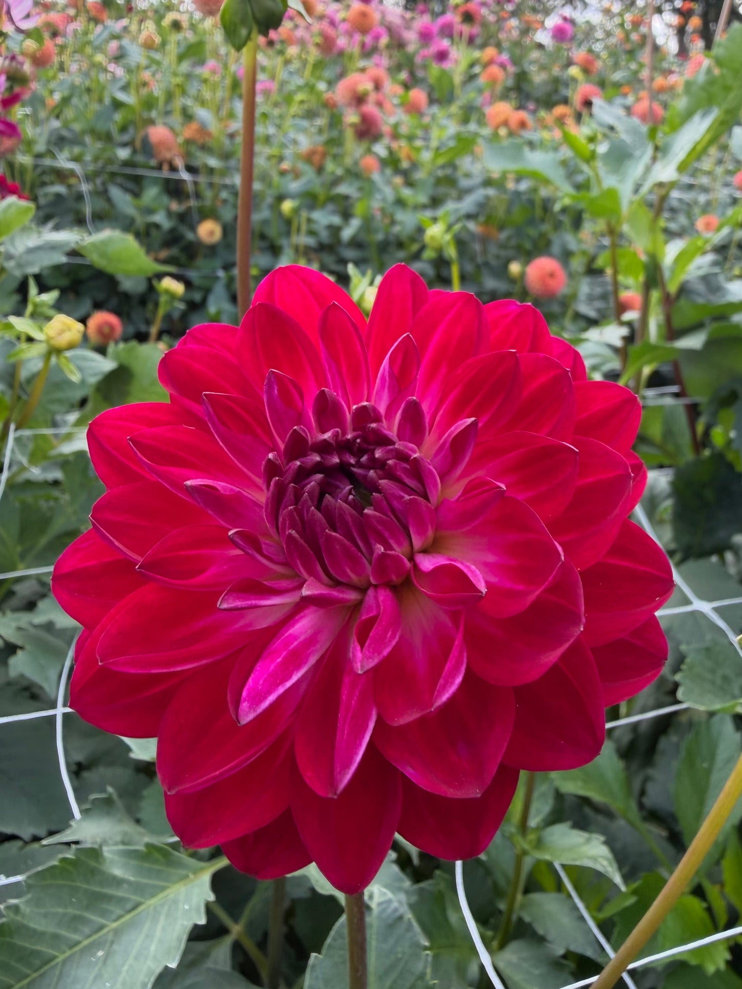 Sandia Bertha