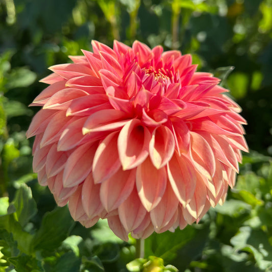 KA's Desert Rose - Rooted Cutting