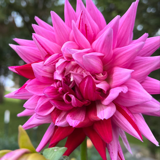Sandia Barbie - Rooted Cutting