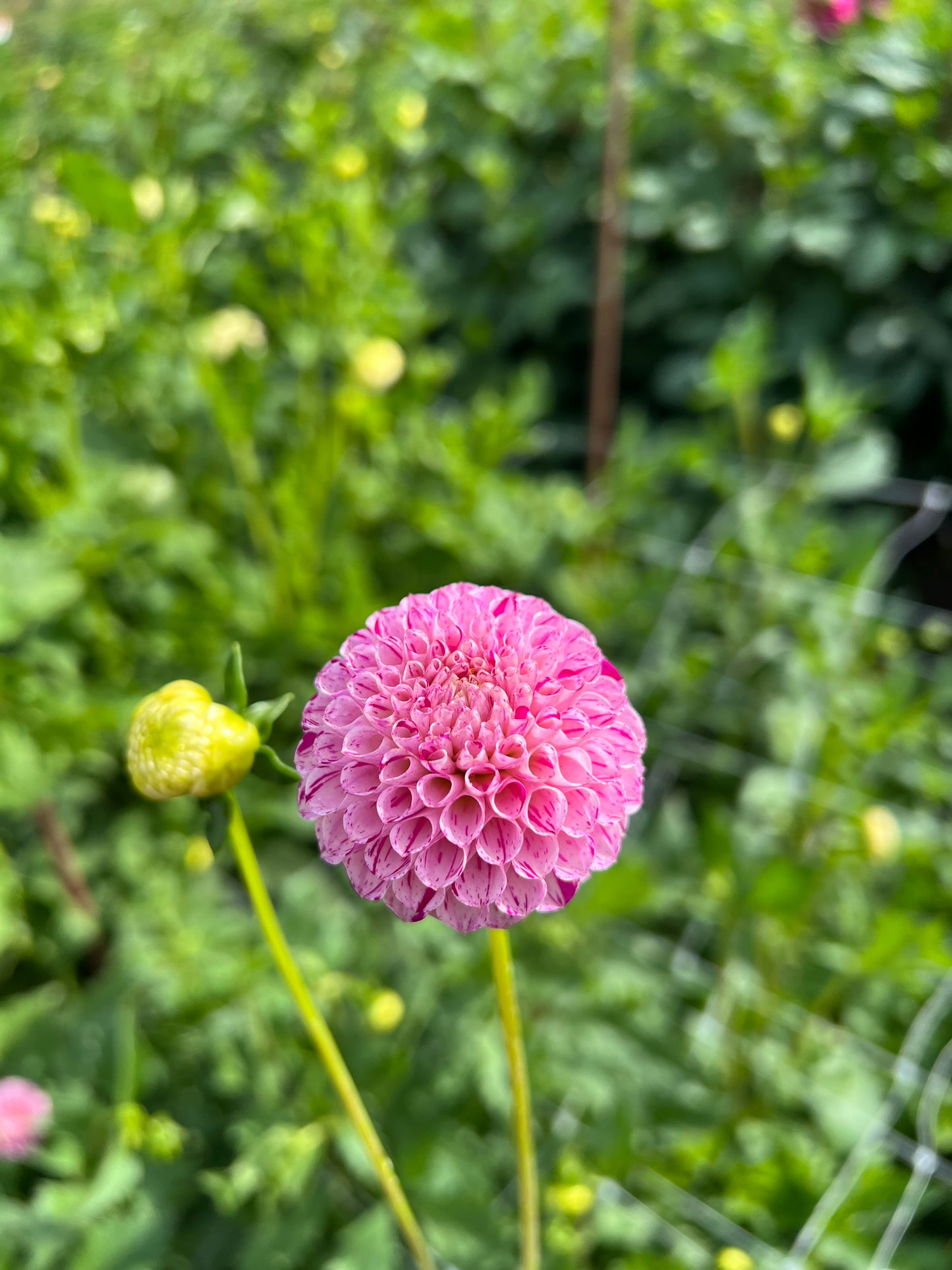 Irish Speckles