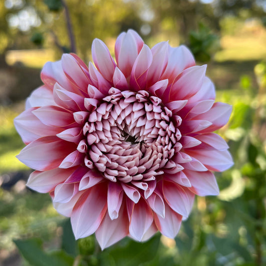 RM Sweet Sebastian - Rooted Cutting