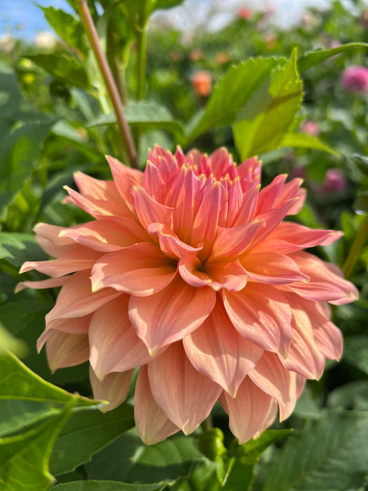Peach Bud