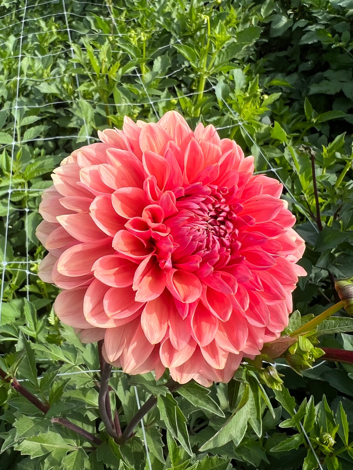 Lee's Bellini Crush - Rooted Cutting