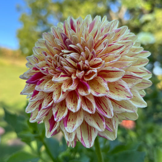 Ferncliff Firecracker